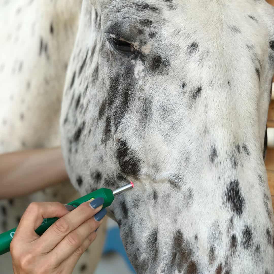 Akupunktur am Pferd I Ganzheitliche Therapie I Don Dexter Therapy