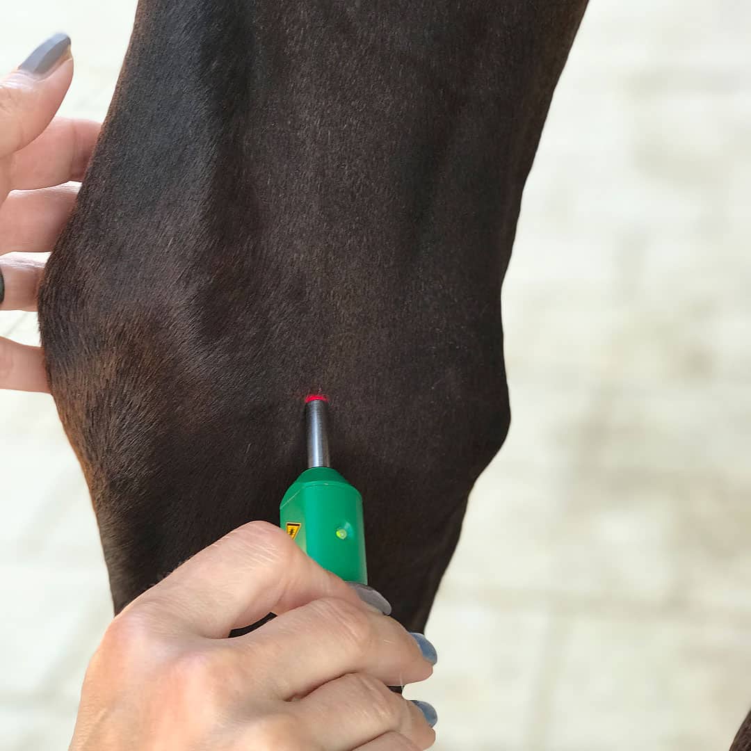 Akupunktur am Pferd I Ganzheitliche Therapie I Don Dexter Therapy
