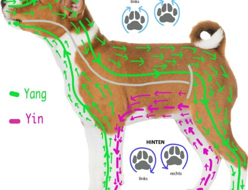 HUND Energetisches Bürsten, Anleitung Skizze