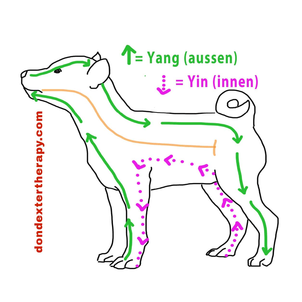 Anleitung Energetisches Bürsten Hund